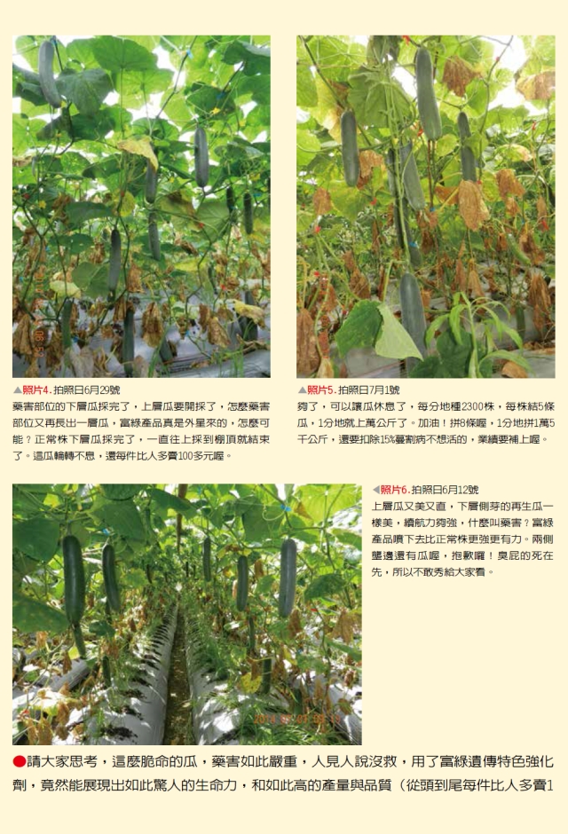 豐年月刊富綠公司報導