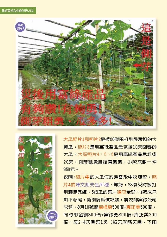 豐年月刊富綠公司報導