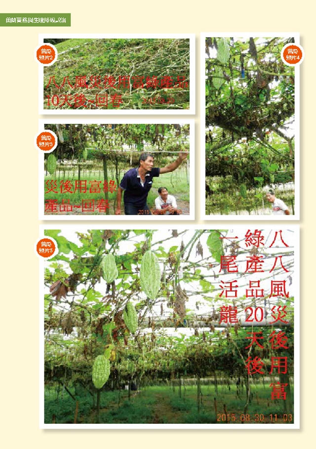 豐年月刊富綠公司報導