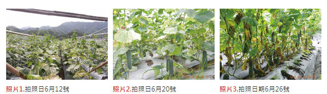 富綠遺傳特色強化劑作物實例一