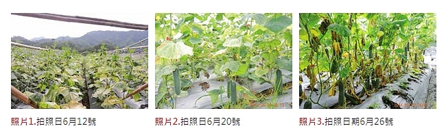 富綠遺傳特色強化劑作物實例一