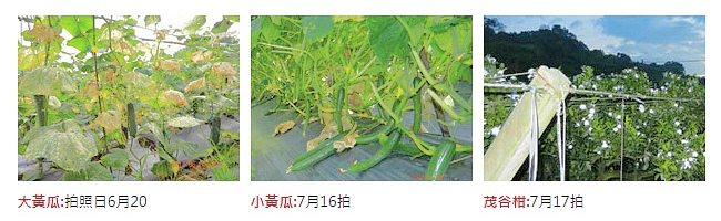 富綠遺傳特色強化劑作物實例二