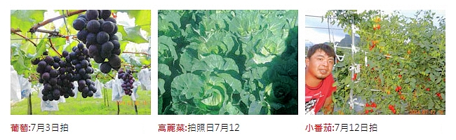 富綠遺傳特色強化劑作物實例二