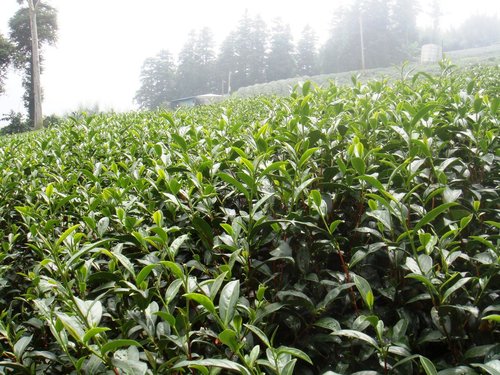 富綠遺傳特色強化劑作物實例二