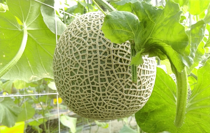 富綠遺傳特色強化劑作物實例五